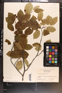 Amelanchier laevis image